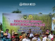 Panen Padi Bersama Bupati Bengkulu Selatan